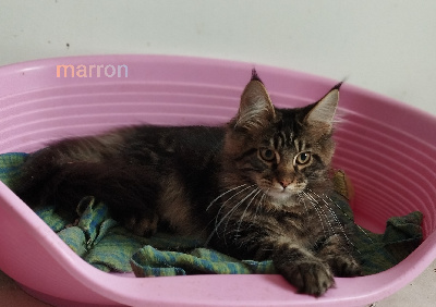 Des Romances Félines - Chaton disponible  - Maine Coon