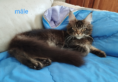 Des Romances Félines - Chaton disponible  - Maine Coon