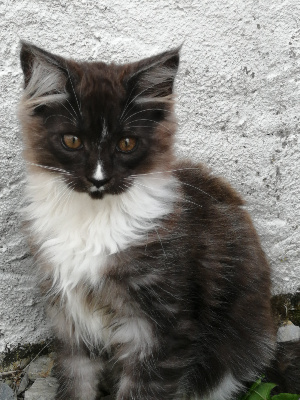 Of Heyzaï Wood - Chaton disponible  - Maine Coon