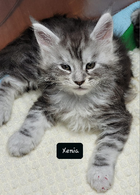 De Chamfroy - Chaton disponible  - Maine Coon