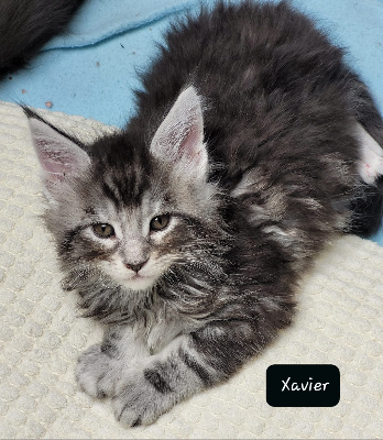 De Chamfroy - Chaton disponible  - Maine Coon