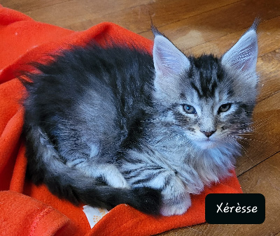 De Chamfroy - Chaton disponible  - Maine Coon