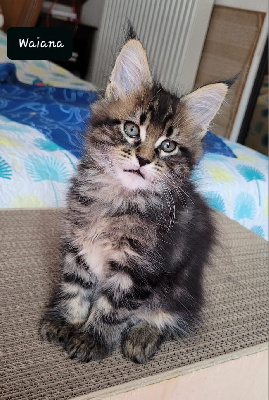 De Chamfroy - Chaton disponible  - Maine Coon