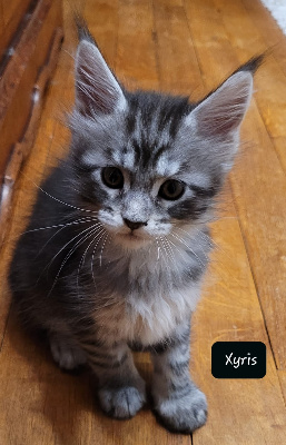 De Chamfroy - Chaton disponible  - Maine Coon