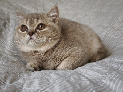 Angels Queenie's - Chaton disponible  - British Shorthair et Longhair