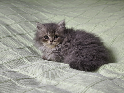 Angels Queenie's - Chaton disponible  - British Shorthair et Longhair