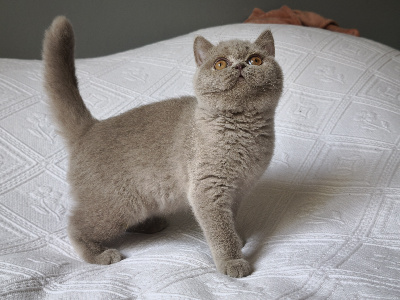 Angels Queenie's - Chaton disponible  - British Shorthair et Longhair