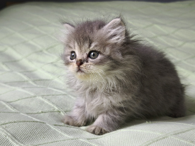 Angels Queenie's - Chaton disponible  - British Shorthair et Longhair