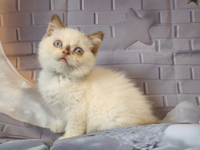 Angels Queenie's - Chaton disponible  - British Shorthair et Longhair