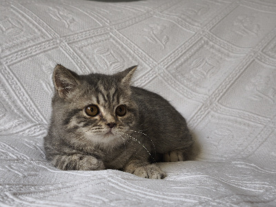 Angels Queenie's - Chaton disponible  - British Shorthair et Longhair