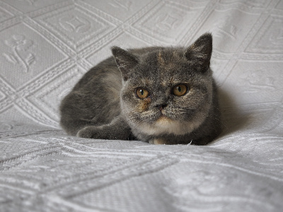 Angels Queenie's - Chaton disponible  - British Shorthair et Longhair