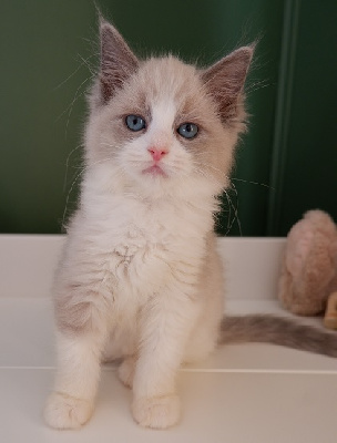 De Pepperdoll - Chaton disponible  - Ragdoll