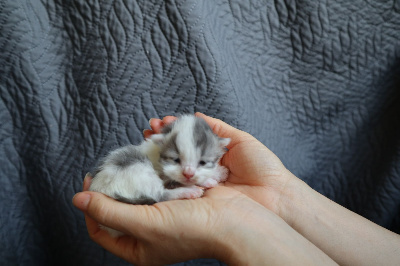 Du Vent D'Ouest - Chaton disponible  - British Shorthair et Longhair