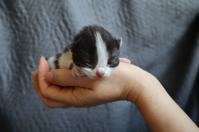 Du Vent D'Ouest - Chaton disponible  - British Shorthair et Longhair