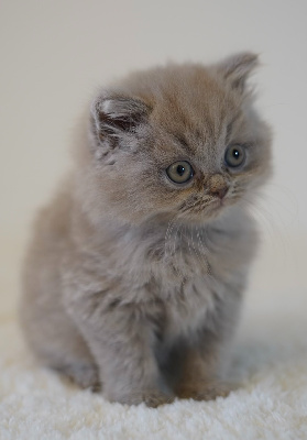 British'gold - Chaton disponible  - British Shorthair et Longhair