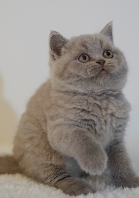 British'gold - Chaton disponible  - British Shorthair et Longhair