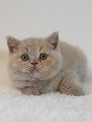 British'gold - Chaton disponible  - British Shorthair et Longhair