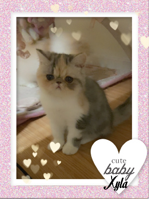 XYLA - Exotic Shorthair