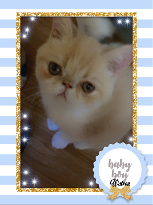 WATSON - Exotic Shorthair