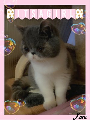 Du Domaine Exotic - Chaton disponible  - Exotic Shorthair