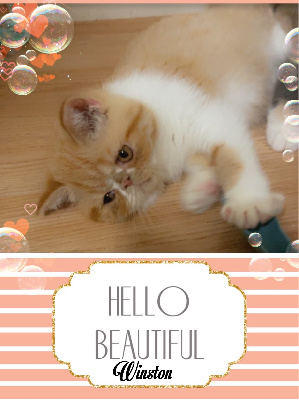 Du Domaine Exotic - Chaton disponible  - Exotic Shorthair