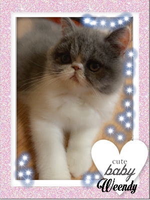 Du Domaine Exotic - Chaton disponible  - Exotic Shorthair