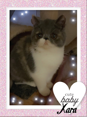 XARA - Exotic Shorthair