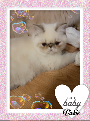 Du Domaine Exotic - Chaton disponible  - Exotic Shorthair