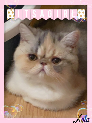 XYLA - Exotic Shorthair