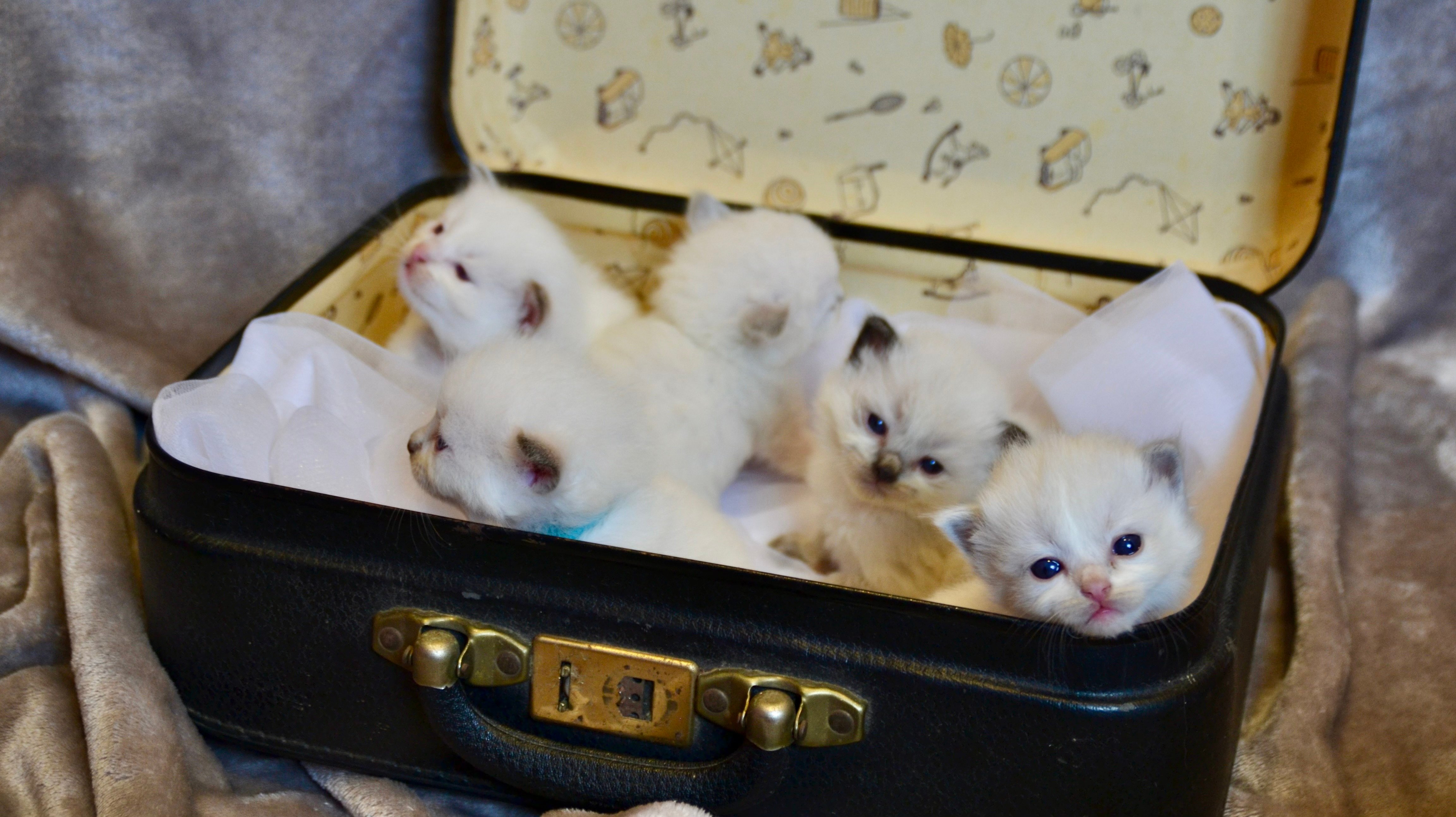 chaton Ragdoll Du Mistral Lislois