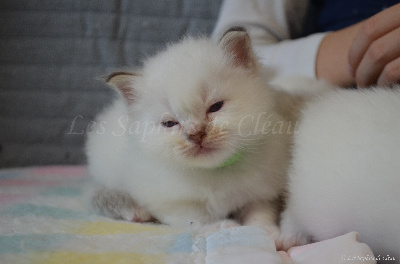 Des Saphirs De Cléau - Chaton disponible  - Sacré de Birmanie