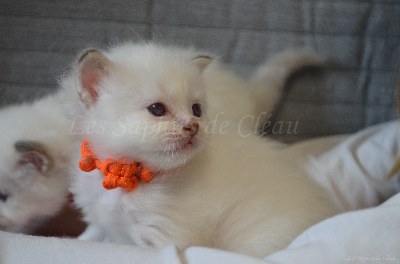 Des Saphirs De Cléau - Chaton disponible  - Sacré de Birmanie