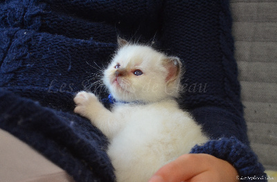 Des Saphirs De Cléau - Chaton disponible  - Sacré de Birmanie