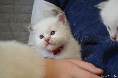 Des Saphirs De Cléau - Chaton disponible  - Sacré de Birmanie