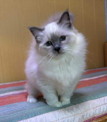 Du Grand Baronnet - Chaton disponible  - Sacré de Birmanie