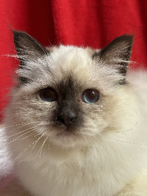 Du Grand Baronnet - Chaton disponible  - Sacré de Birmanie