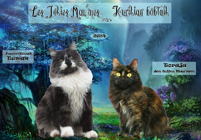 chaton Kurilian Bobtail poil court et poil long Des Jolies Mau'mes