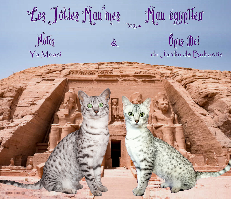 Des Jolies Mau'mes - Mau Egyptien - Portée née le 02/07/2022