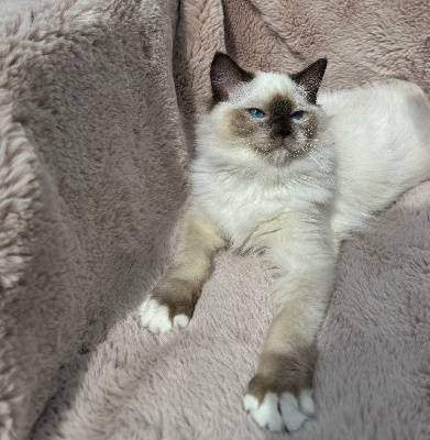 Very Chic Ragdoll - Chaton disponible  - Ragdoll