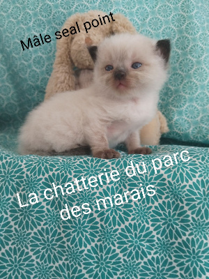 Du Parc Des Marais - Chaton disponible  - Ragdoll