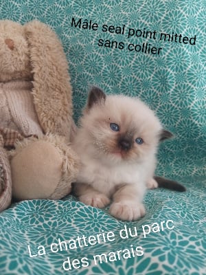  Chaton  seal point mitted  sans collier 