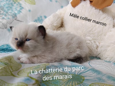 CHATON  seal point mitted  collier gris