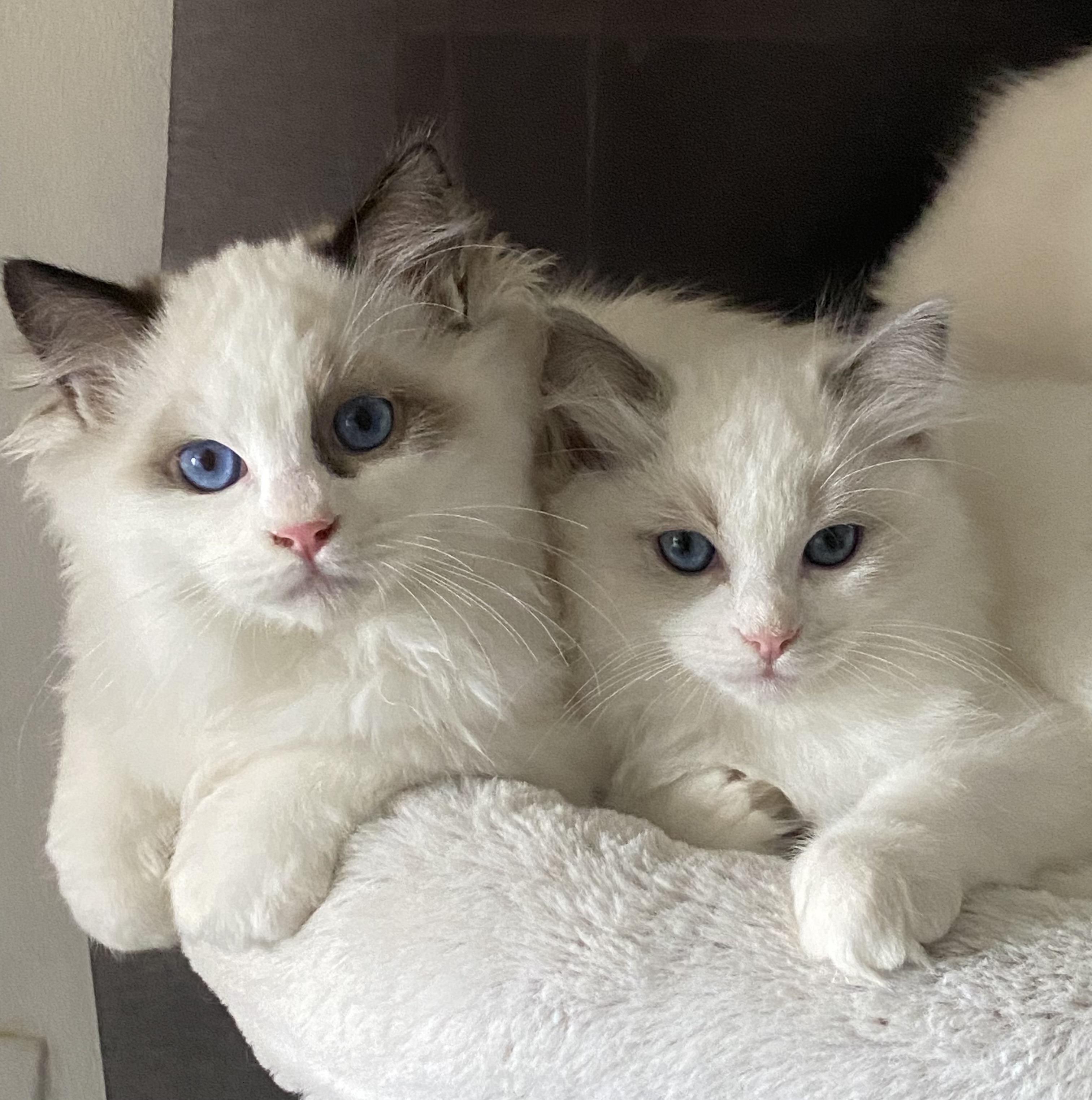 chaton Ragdoll Antenaïs