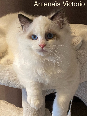 Antenaïs - Chaton disponible  - Ragdoll