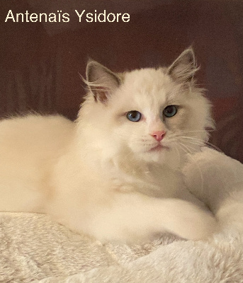 Antenaïs - Chaton disponible  - Ragdoll