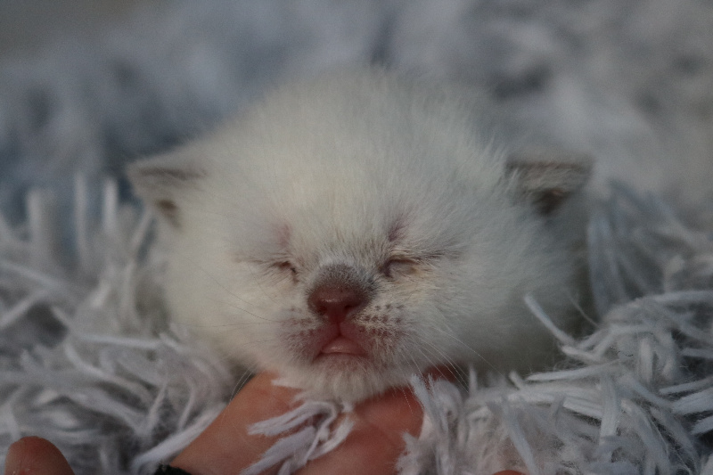 Valoris (yeux bleus, parents testés)