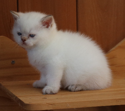 Des Highlands Du Sud - Chaton disponible  - British Shorthair et Longhair