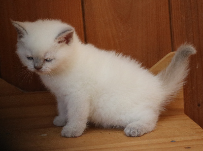 Des Highlands Du Sud - Chaton disponible  - British Shorthair et Longhair