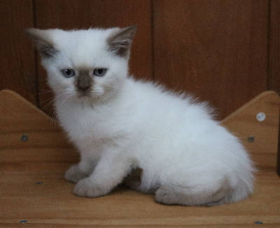 Des Highlands Du Sud - Chaton disponible  - British Shorthair et Longhair