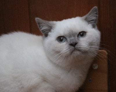 Des Highlands Du Sud - Chaton disponible  - British Shorthair et Longhair